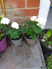 Miniature rose plants for sale  SOUTHAMPTON