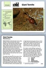 Giant termite 74.16 for sale  SLEAFORD