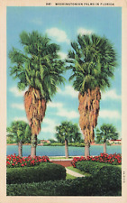 Postal de palmeras de Washington en Florida lino vintage segunda mano  Embacar hacia Argentina