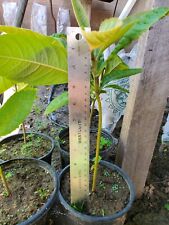 Loquat tree golden for sale  Anaheim