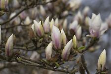 Tulpen magnolie alba gebraucht kaufen  Westerstede