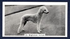 Bedlington terrier brightstone for sale  Shipping to Ireland