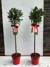 Bay trees laurus for sale  MACCLESFIELD