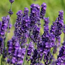 English lavender plug for sale  LONDON