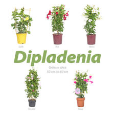 Dipladenia mandevilla blühend gebraucht kaufen  Engelsdorf