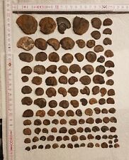 Sammlung verschiedenen ammonit gebraucht kaufen  Bronnzell