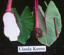~ULAULA KUMU~ edible TARO Colocasia HAWAIIAN ELEPHANT EAR small potted Plant for sale  Shipping to South Africa