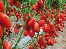 10st tomaten samen gebraucht kaufen  Parey