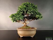Hinoki cypress bonsai for sale  SOUTHAMPTON