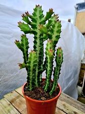 Euphorbia lactea succulent for sale  CLACTON-ON-SEA