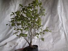Outdoor pre bonsai for sale  Shipping to Ireland