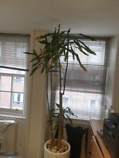Yucca plant large for sale  LONDON
