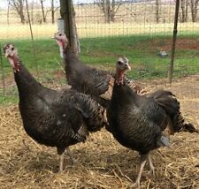 Bronze turkey hatching for sale  Salem