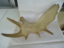 Moose antler horns for sale  Lutz