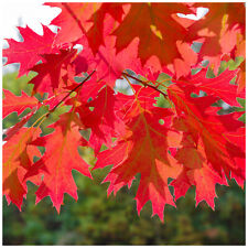 Red oak trees for sale  Shipping to Ireland