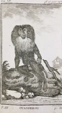 Usado, Macaco Mono Buffon 1804 Raro Grabado Ouanderou Primate comprar usado  Enviando para Brazil