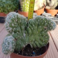 Used, Pilosocereus azureus crested rare own roots POT cm 10 Succulent Cactus Alba129 for sale  Shipping to South Africa