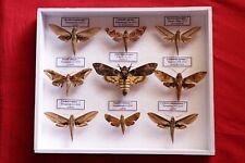 Acherontia Atropos and Sphingidae of Asia for sale  Shipping to South Africa