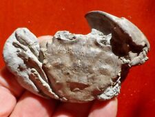Crabe fossile paléocène d'occasion  Cuxac-d'Aude
