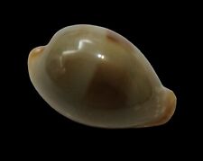 Shell cypraea angioyorum usato  Italia