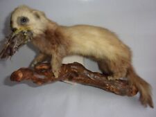 Ancienne taxidermie fouine d'occasion  Bressuire