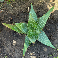 Aloe vera maculata for sale  Santee
