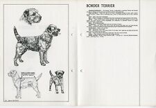 Border terrier 1978 for sale  COLEFORD