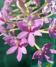 Epidendrum crystal valley for sale  CHELMSFORD
