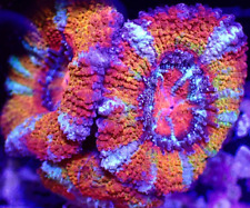 acan coral for sale  LONDON