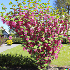 Red flowering currant for sale  Saint Augustine