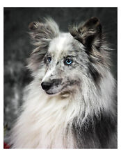 Shetland sheepdog 8x10 for sale  Wyoming