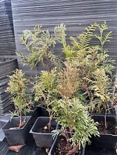 Conifer collection plants. for sale  Martin