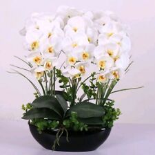 Orchidea bianca semi usato  Villafranca Sicula