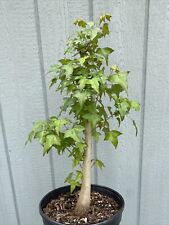 Trident maple pre for sale  York Haven