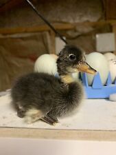 Duck hatching eggs for sale  Glen Gardner