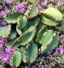 Reduced price euphorbia for sale  San Diego