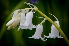 10x hyacinthoides hispanica for sale  CRAWLEY