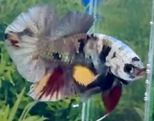 Male gold multi for sale  COVENTRY