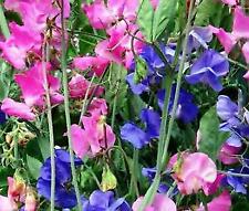 Sweet pea cuthbertson for sale  UK