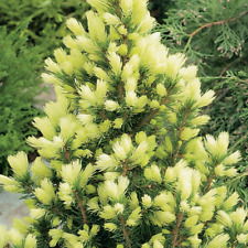 Picea glauca daisy for sale  UK