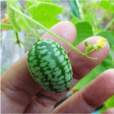 Cucamelon messicano cetriolo usato  Trappeto