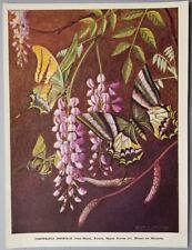 Teinopalpus Imperialis Butterfly     on Wisteria     Print by Ralph S. Coventry  for sale  Shipping to South Africa