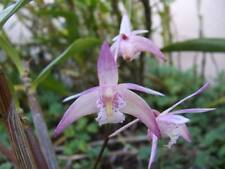 Orchid dendrobium ellen for sale  Shipping to Ireland
