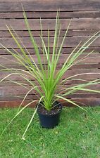 Cordyline australis green for sale  Shipping to Ireland
