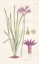 Tulbaghia violacea south for sale  Shipping to Ireland