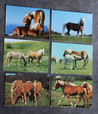 Postkarten haflinger pferd gebraucht kaufen  Limburg