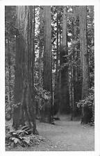 Vintage postcard redwoods for sale  Los Angeles