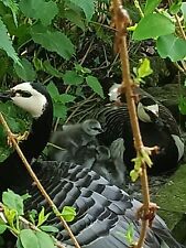Barnacle goose hatching for sale  STAFFORD