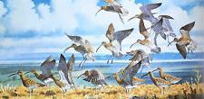 .curlews alighting sedge for sale  NELSON
