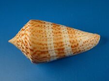 Conus delessertii excellent for sale  Shipping to Ireland